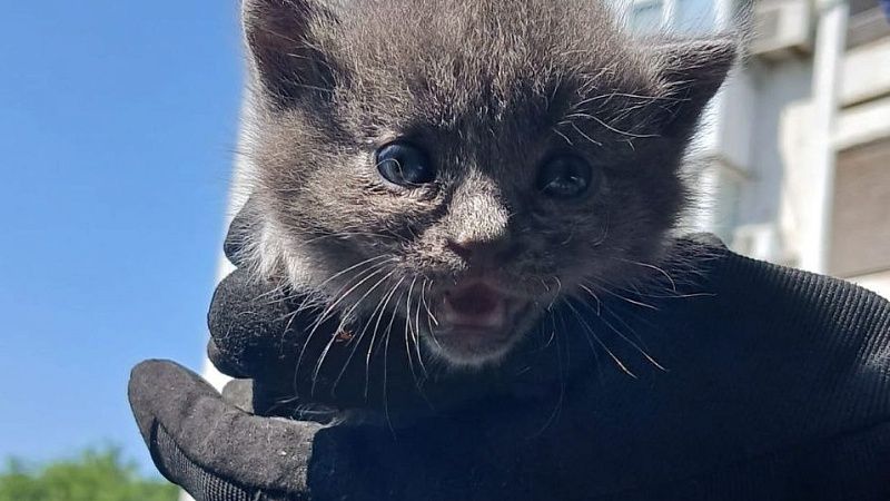 Котенка спасли из дупла на высоком дереве в Новороссийске