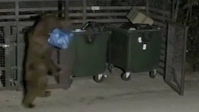 Свирепый медведь переворачивал мусорные баки и попал на видео в Сочи
