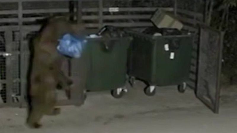 Свирепый медведь переворачивал мусорные баки и попал на видео в Сочи