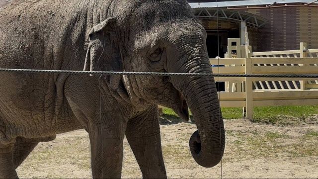 Слониха после фотосессии с розовой краской умерла в Индии