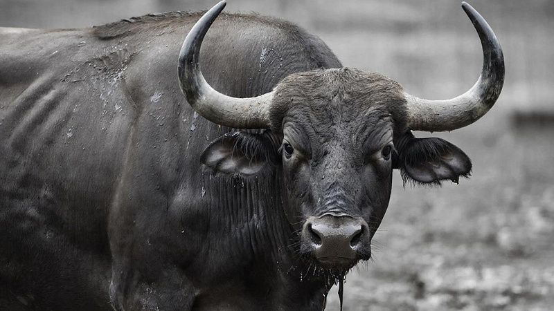 Буйволы спасли раненого собрата от стаи львов в ЮАР