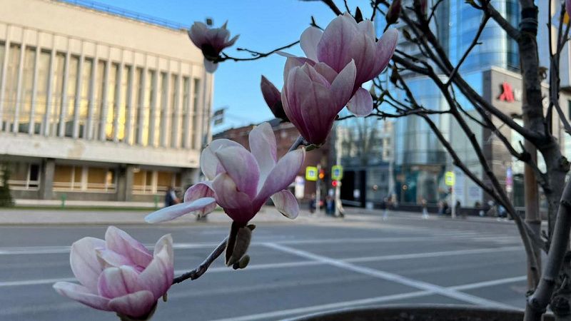 В центре Краснодара зацвела магнолия