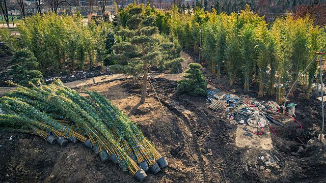 На территорию новой очереди парка «Краснодар» привозят бамбук и укладывают там газон