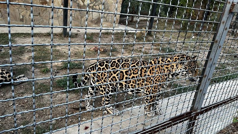 Туристы сняли на видео дальневосточного леопарда у дороги в Приморье