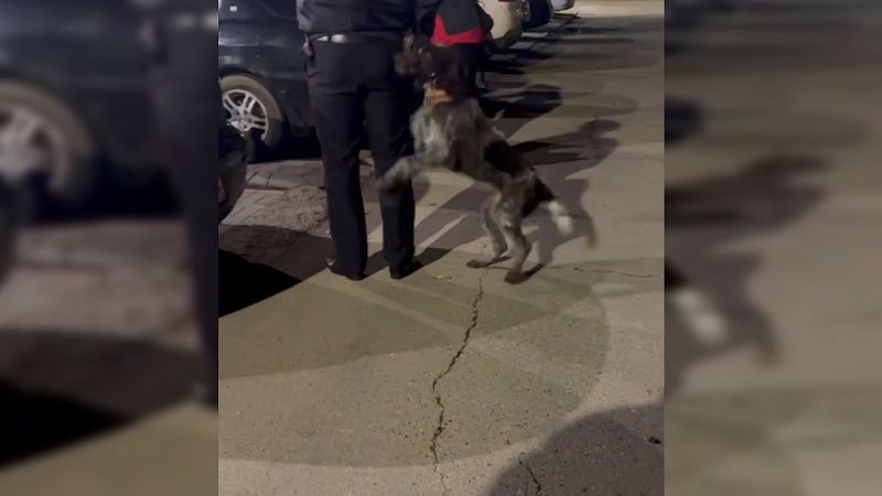 Полицейские помогли спасти закрытую в машине собаку в Анапе