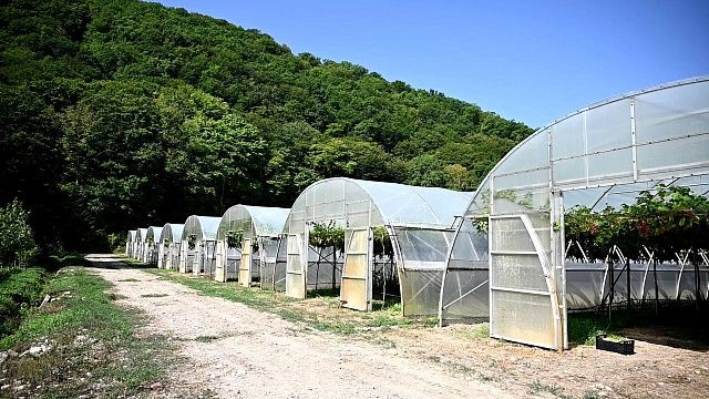 Уборка винограда столовых сортов началась в Геленджике