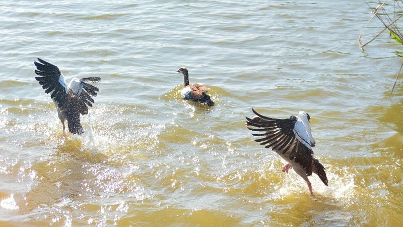 Шесть экзотических гусей поселились на озере в Славянске-на-Кубани
