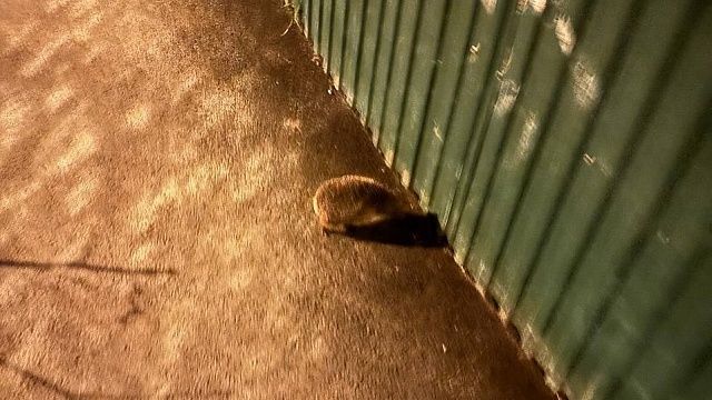 Ежик со скотчем на лапе попросил о помощи человека в Дагестане