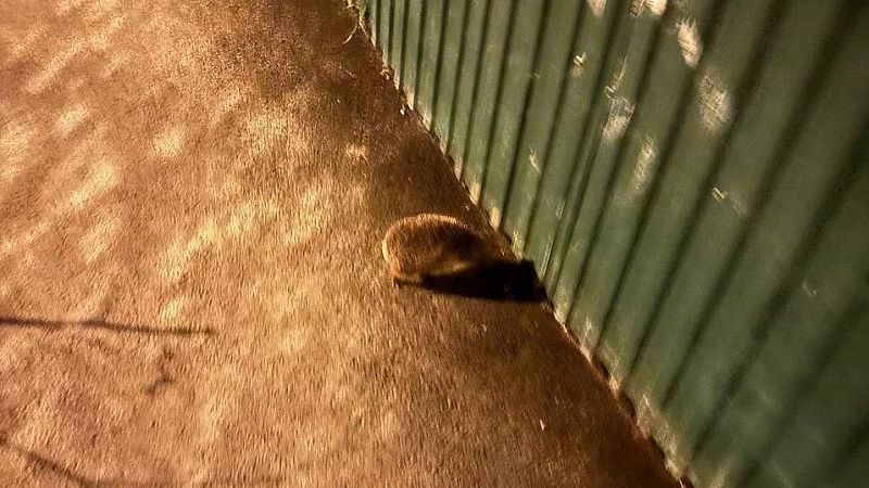 Ежик со скотчем на лапе попросил о помощи человека в Дагестане