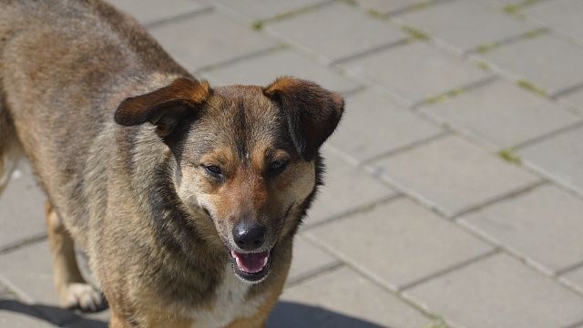 В Краснодаре отловили 427 бродячих собак. Фото: телеканал «Краснодар»