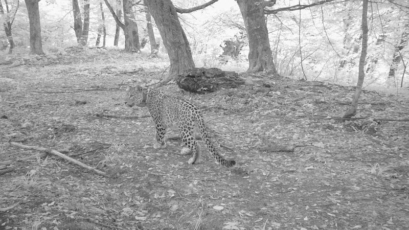 Выращенную в Сочи леопардессу Хосту заметили в лесах Кабардино-Балкарии