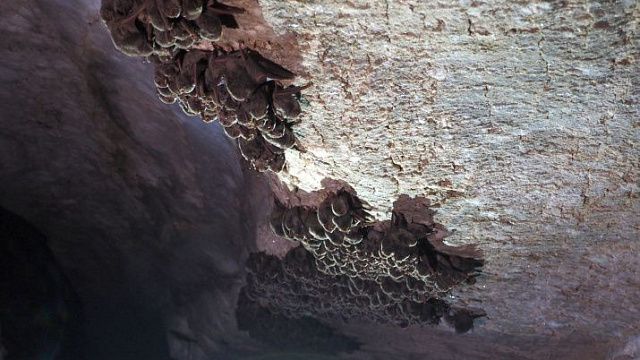 Колония длиннокрыла в пещере Светлой Мостовского района. Фото: Андрей Остапенко