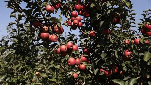 Кубань стала лидером по производству фруктов и ягод. Фото: пресс-служба администрации Краснодарского края