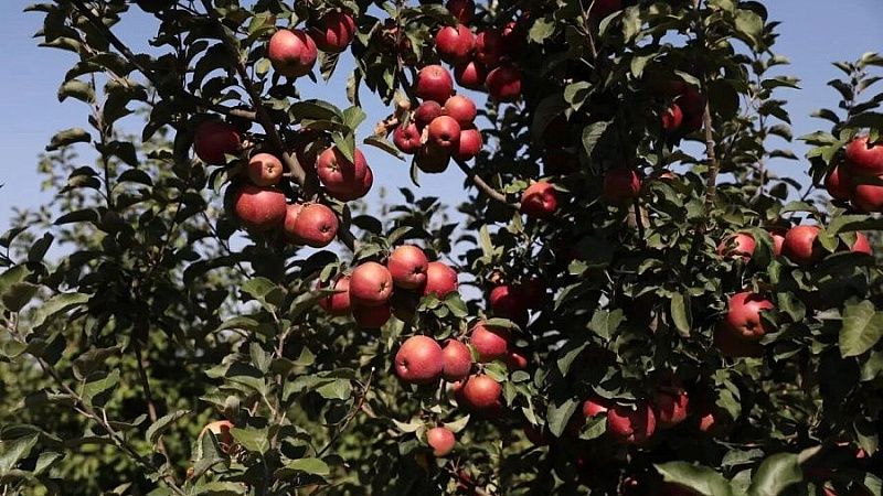 На Кубани собрали 30% от общероссийского объёма фруктов и ягод 