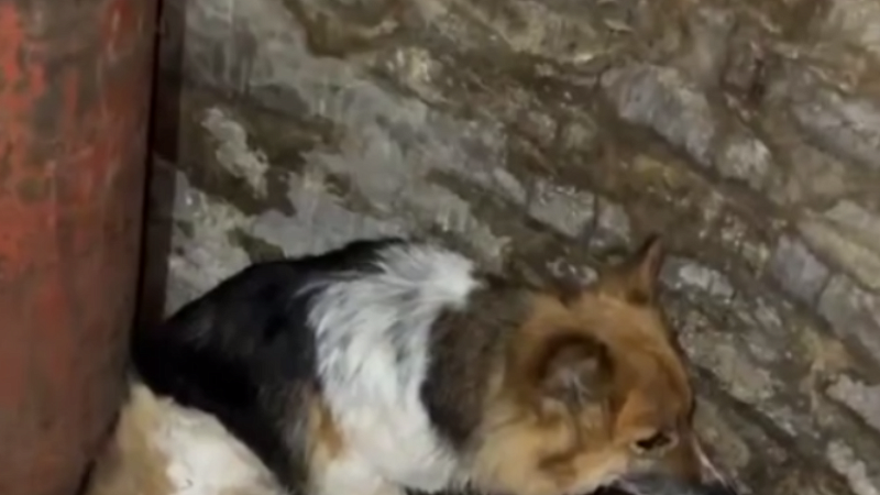 Собака охраняла тела своих убитых боевиками ВСУ хозяев в Курской области