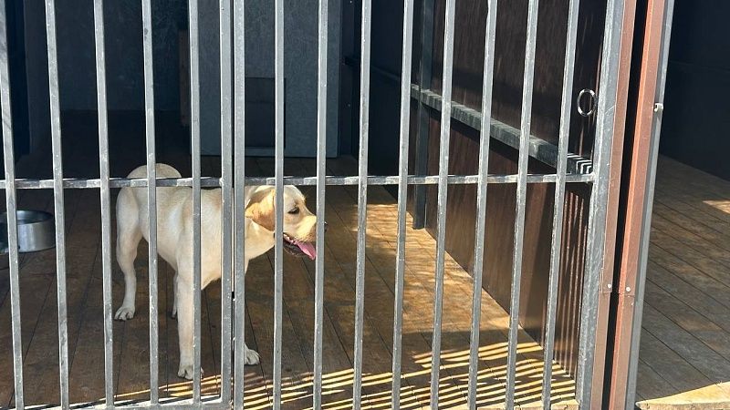 Вакансии в муниципальный приют для бездомных животных разместили в Краснодаре