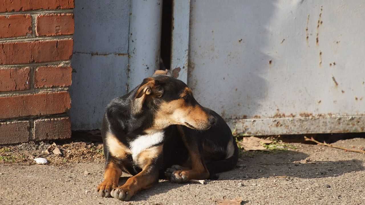 С начала года на улицах Краснодара отловили около 700 бездомных собак. Фото: телеканал «Краснодар»