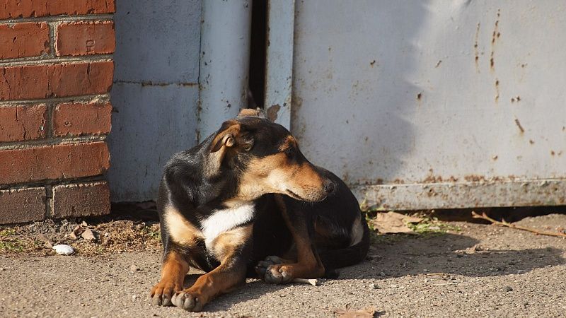 С начала года на улицах Краснодара отловили около 700 бездомных собак