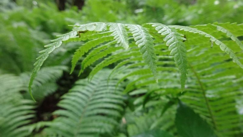 На видео сняли задержание банды лесных наркоманов-грабителей в Благовещенске