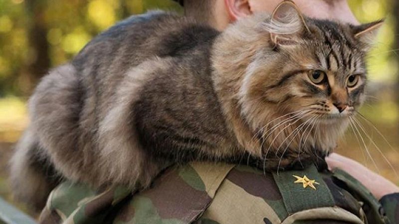 Боец СВО предложил миллион рублей за возвращение кота-героя в Ленобласти