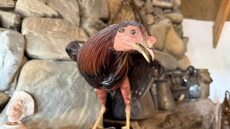 Юрист Браун: свинья или курица в квартире может привести к штрафу