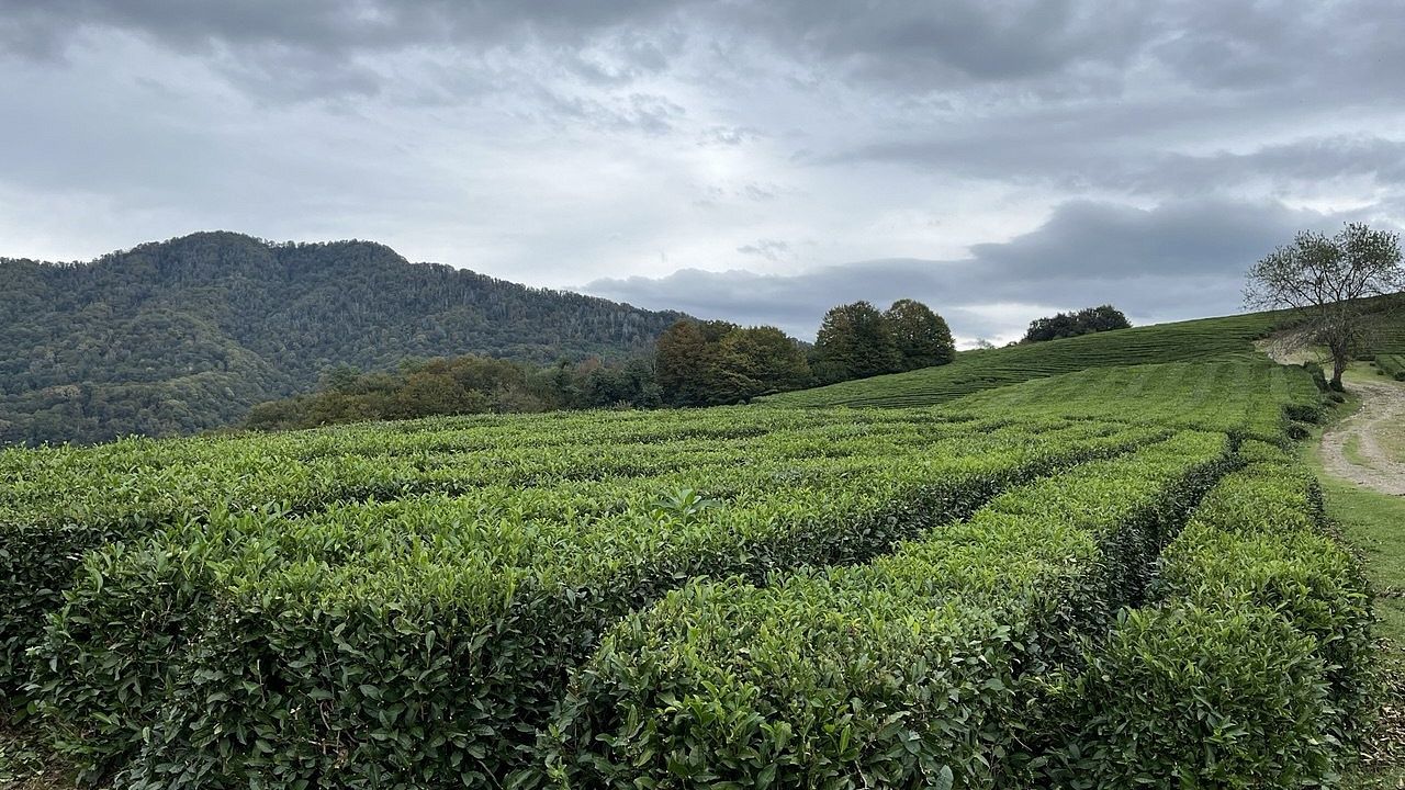 Фото: телеканал «Краснодар» Фото: телеканал «Краснодар»