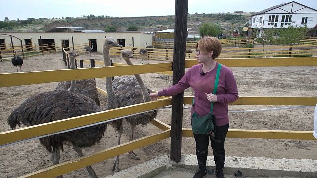 Раскопки, карьеры и страусиная ферма - что посмотреть в посёлке Сенном в Краснодарском крае?