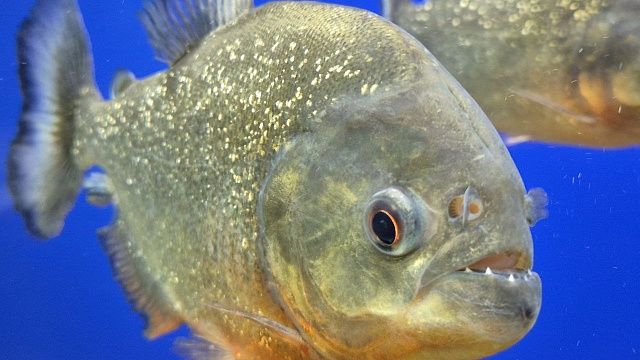 Фото: телеканал «Краснодар»