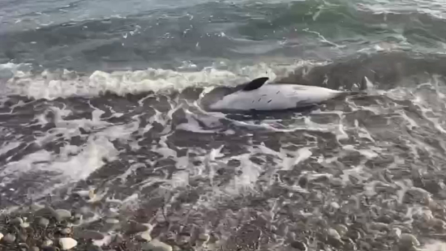 У берегов Черного моря обнаружены 137 мертвых дельфинов Фото: t.me/delfacenter