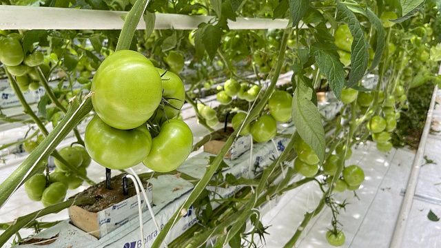 Кубань направит около 34 млн рублей на поддержку тепличного овощеводства