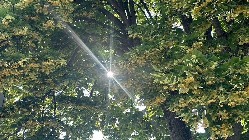 Снижение температуры и дожди прогнозируют с 31 июля на Кубани