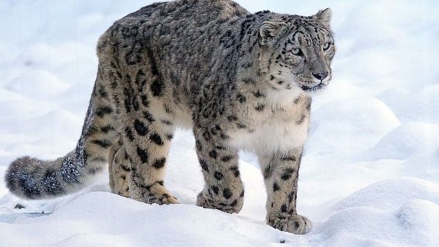 Фото: pixabay.com