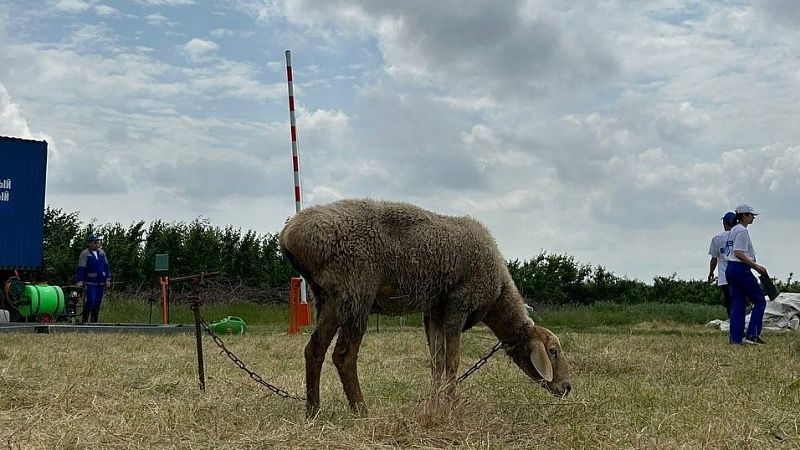 Мигрантов с жертвенным бараном во дворе жилого дома сняли на видео в Самаре