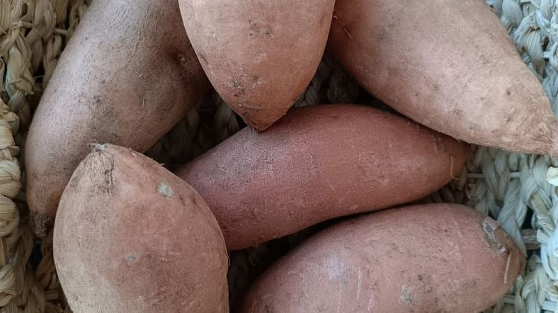 Россельхознадзор вовремя предотвратил ввоз зараженного картофеля в Новороссийск