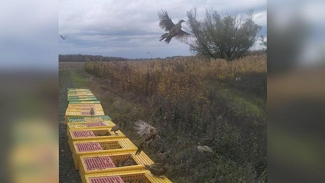 Около 500 фазанов выпустили в естественную среду обитания на Кубани