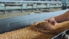 На 65 процентов вырос экспорт пшеницы из портов Кубани