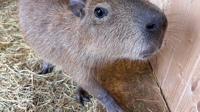 Фото: телеканал «Краснодар»