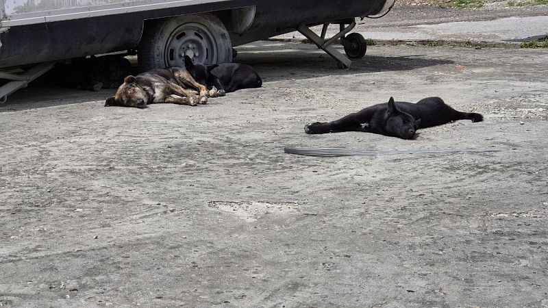Компенсацию выплатили семье покусанного собаками ребенка в Северском районе 