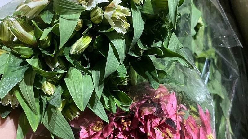 Альстромерии с трипсом из Армении не пропустили в аэропорту Сочи