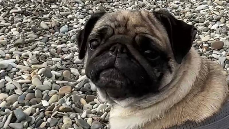 Дефицит вакцин для кошек и собак обнаружили на Кубани