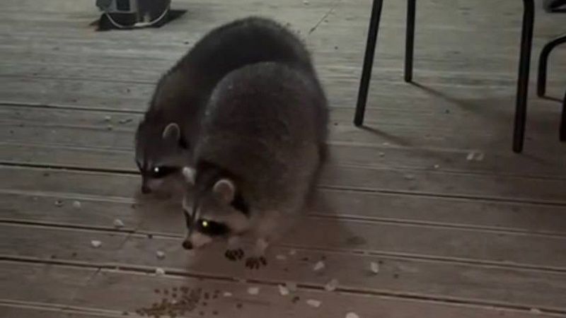 Тонувшего в реке Славянка енота спасли в Павловском парке под Питером