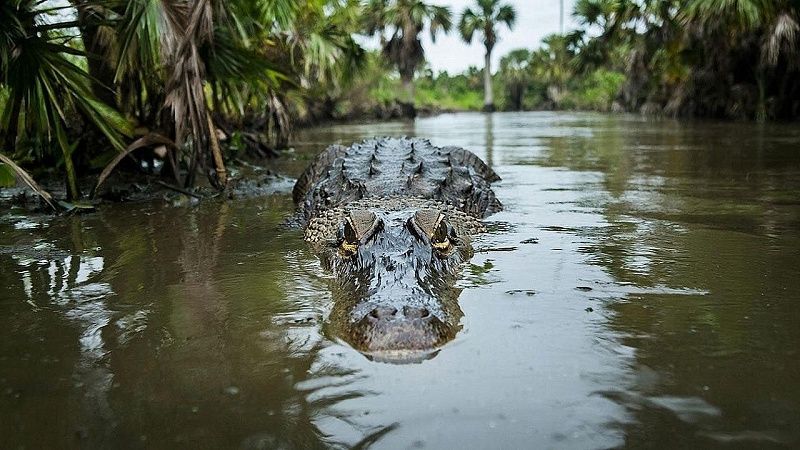 Серийный крокодил-убийца растерзал женщину на глазах у мужа в Зимбабве