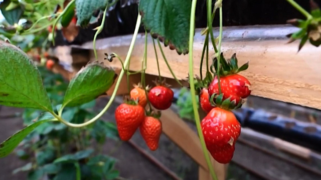 Сбор клубники: откуда ягода попадает на полки магазинов Краснодара