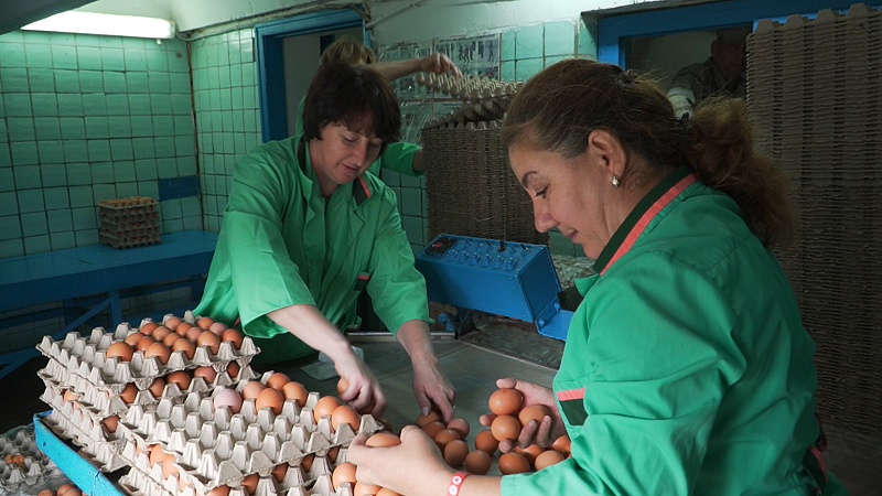 До 18 тысяч яиц в сутки: студенческая птицеферма стала масштабным производством