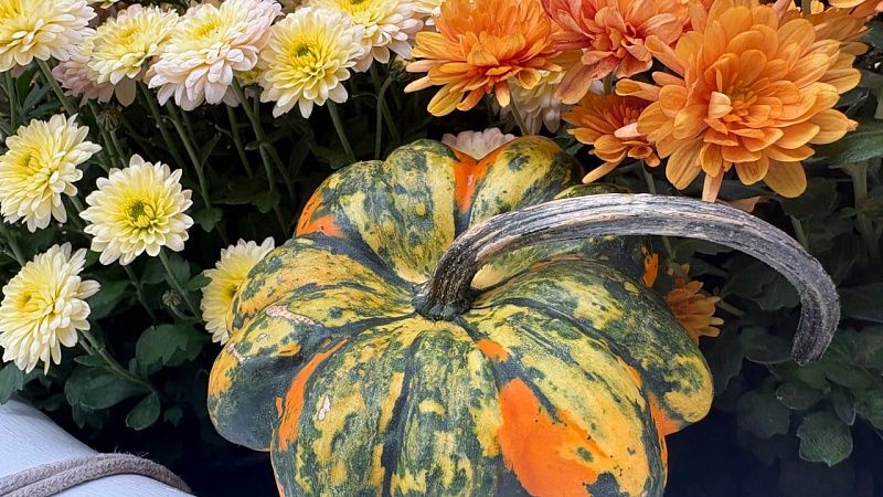 До +23°С и порывистый ветер прогнозируют 19 ноября на Кубани