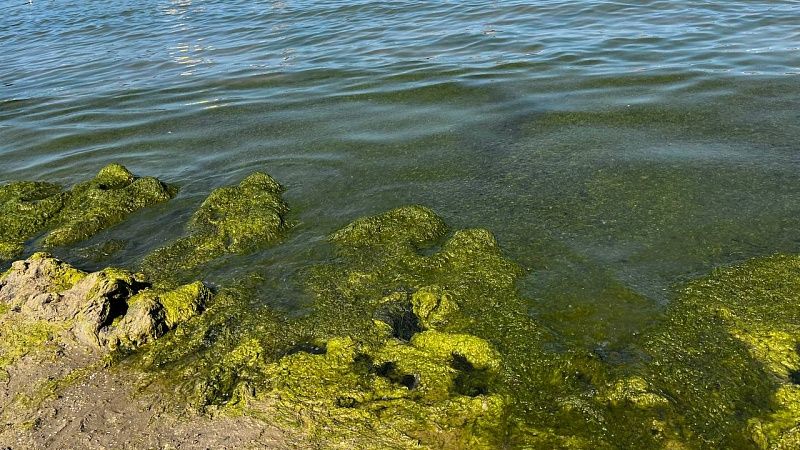 Биолог Абрамчук развеял опасения туристов об опасности водорослей в Анапе