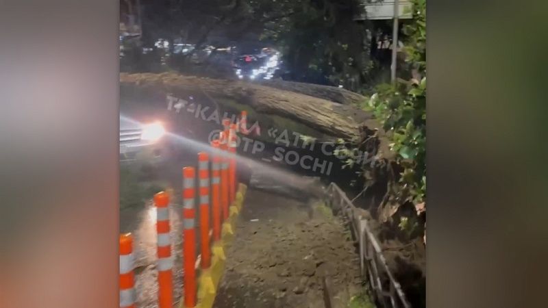 Дерево рухнуло на дорогу и придавило машину в центре Сочи
