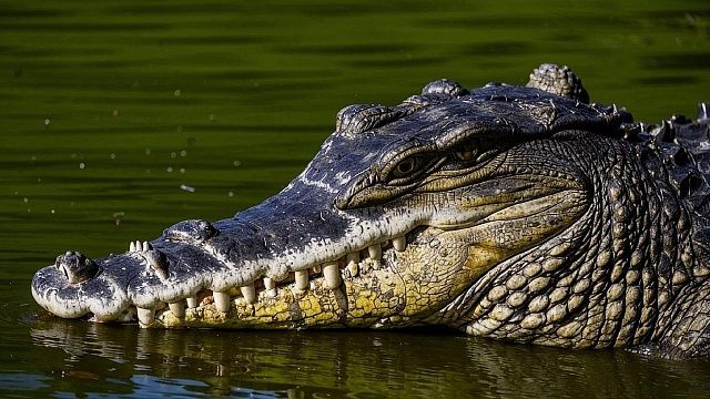 После нападения крокодила пропал 80-летний мужчина в Малайзии