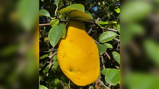 Плоды китайской айвы созрели в дендропарке Сочи