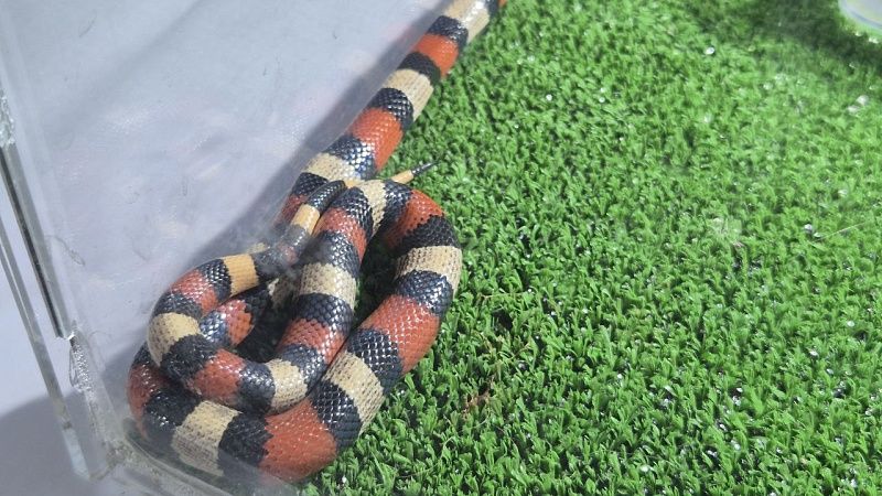 Ядовитая змея укусила 16-летнюю школьницу в Москве